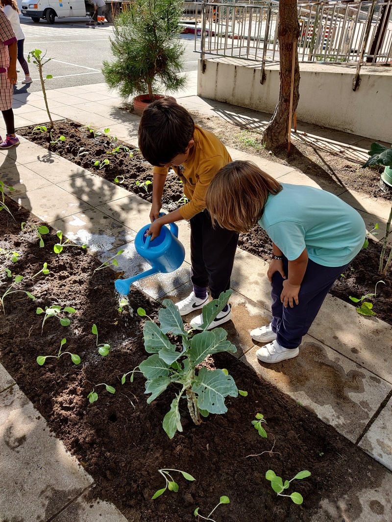 Plantação de couves